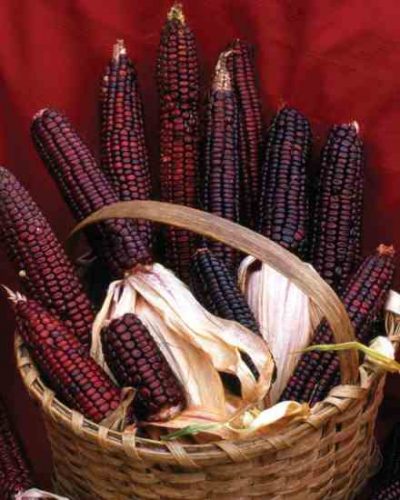 Preparing Grain Corn for Cooking